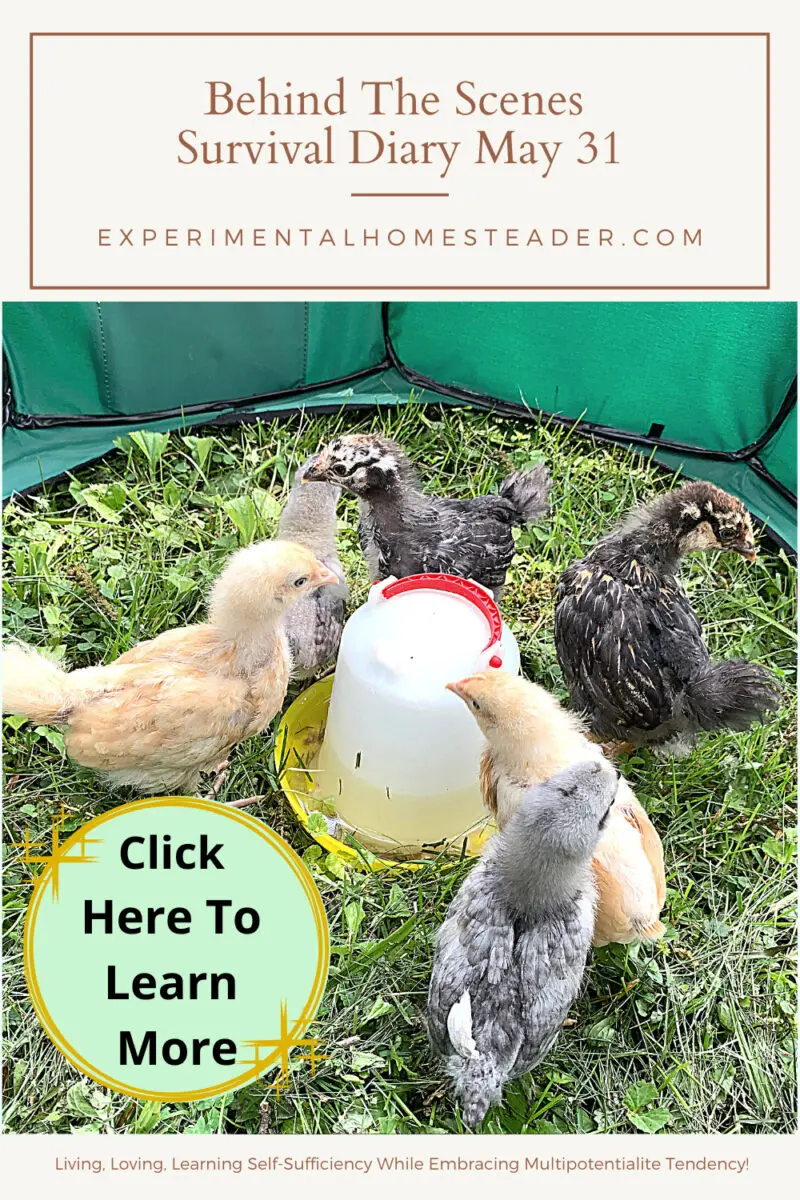  A small flock of young chicks enjoying fresh air in a portable outdoor pen, with a waterer in the center.