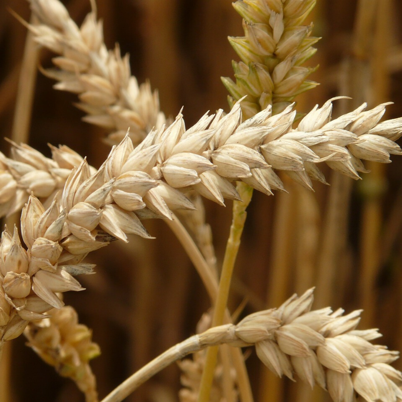 Dried wheat berries on the plant.