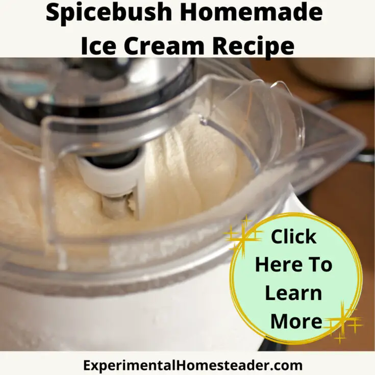 Spicebush Homemade Ice Cream Recipe - Experimental Homesteader