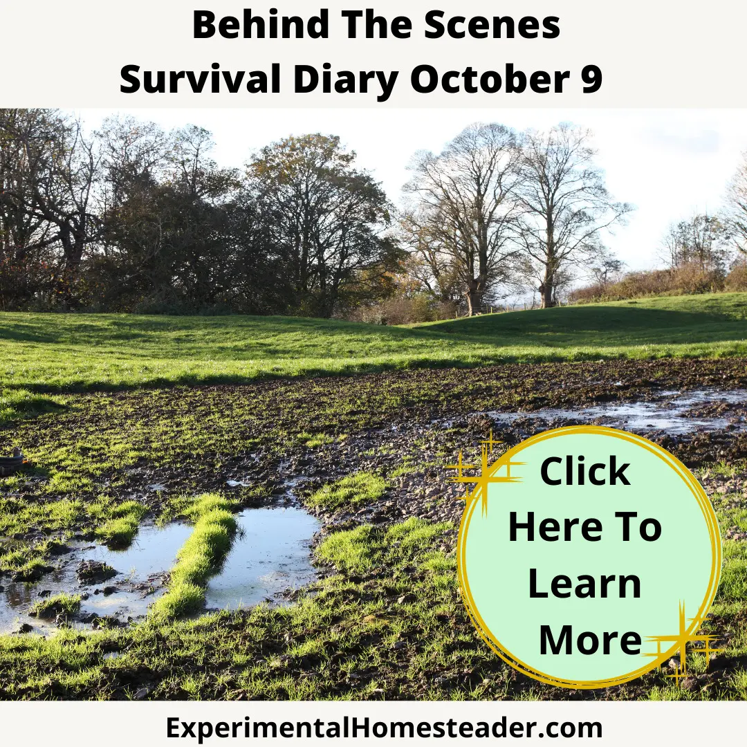 A muddy field with patches of green grass and standing water, set against a backdrop of trees in autumn.