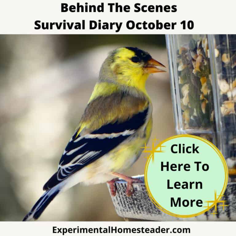 Bird feeding and survival tips for homesteaders during October.