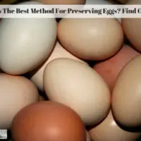 What Is The Best Method For Preserving Eggs? Find Out Now