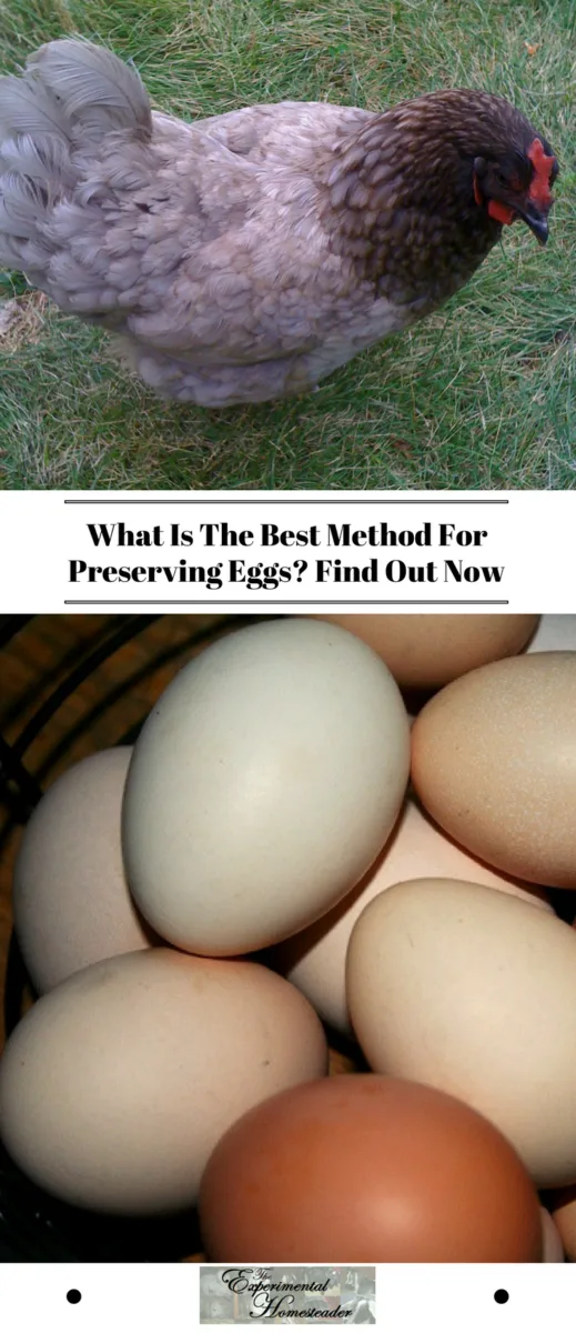 The top photo shows a hen. The bottom photo shows eggs of all different colors.