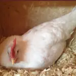 A white chicken laying in a nest box.