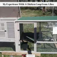 My Experience With A Chicken Coop From A Box