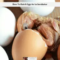 How To Hatch Eggs In An Incubator