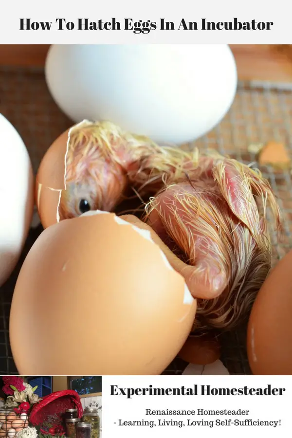 A newly hatched chick still partially inside an egg with other eggs laying close by.