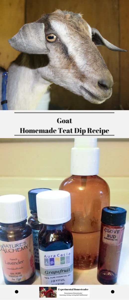 The top photo is Sugar the goat. The bottom photo shows the essential oils and the finished homemade goat teat dip spray.