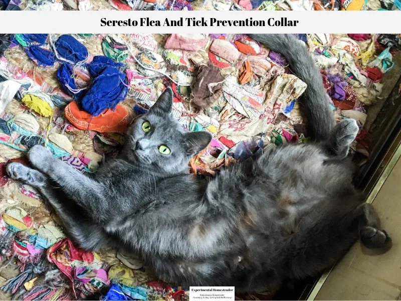 Grey laying on a colorful rug inside the house.