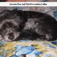Seresto Flea And Tick Prevention Collar
