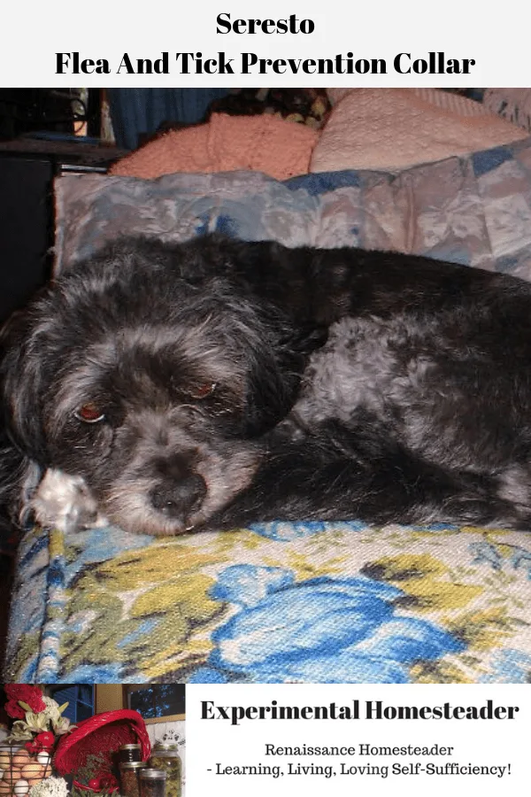 Molly laying on the couch.