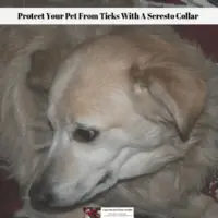 seresto collar ticks protect pet