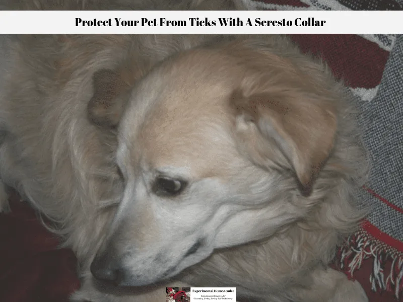 When you protect your pet from ticks they are content as this photo of our dog Precious Angel proves.