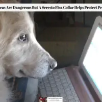 Fleas Are Dangerous But A Seresto Flea Collar Helps Protect Pets