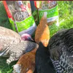 Chickens and turkeys eating grain.