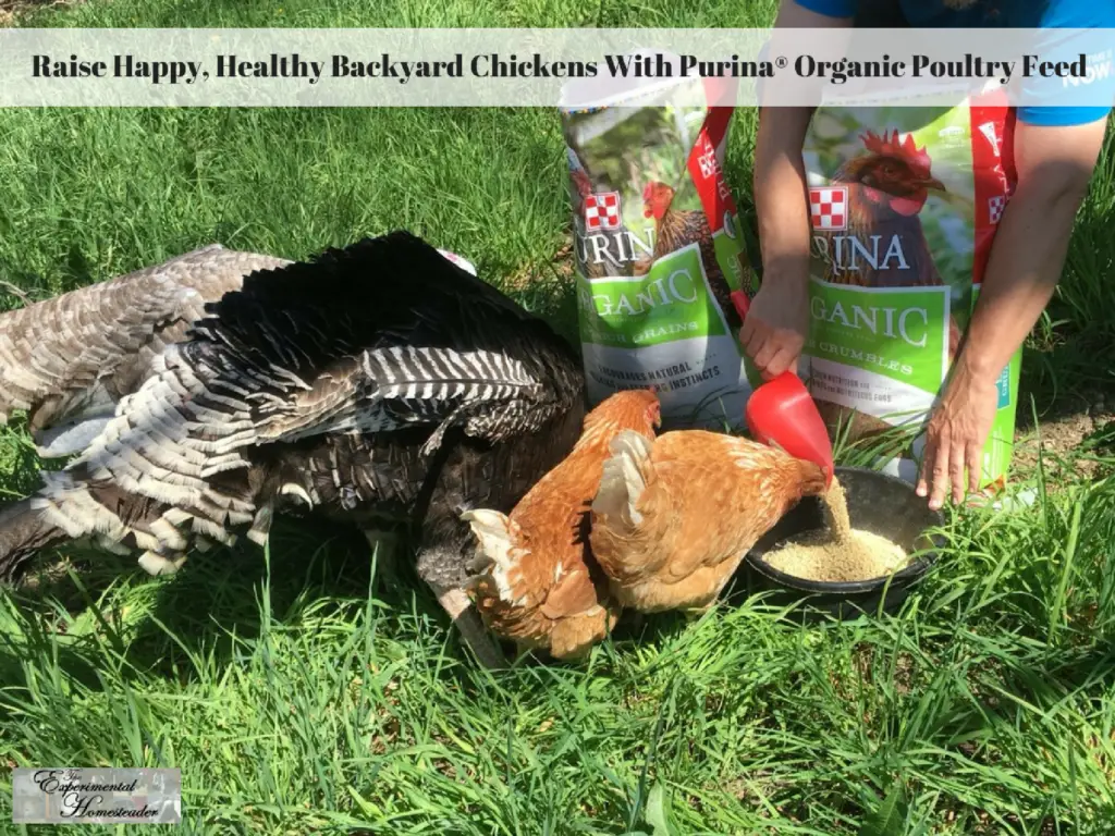 Raise Happy Healthy Backyard Chickens With Purina Organic