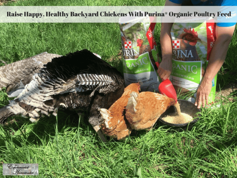 Raise healthy backyard hens with Purina organic poultry feed for optimal poultry health and happiness.