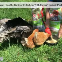 Raise Happy, Healthy Backyard Chickens With Purina® Organic Poultry Feed