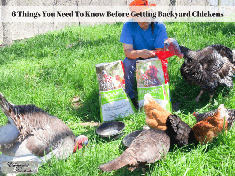 6 Things You Need To Know Before Raising Backyard Chickens