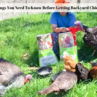 6 Things You Need To Know Before Raising Backyard Chickens