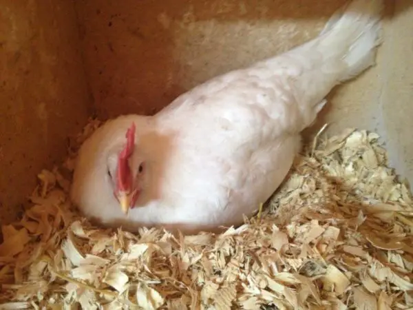 How to make a chicken coop smell better Over 48,000 Amazon Shoppers Say This Pet Odor Eliminator Is “Magic” At Removing Stubborn Smells