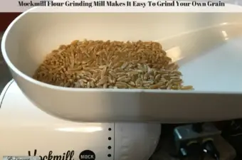 Whole grain in the Mockmill flour grinding mill hopper.