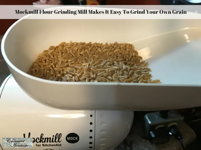 Whole grain in the Mockmill flour grinding mill hopper.