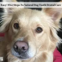 Easy! Five Steps To Natural Dog Tooth Dental Care