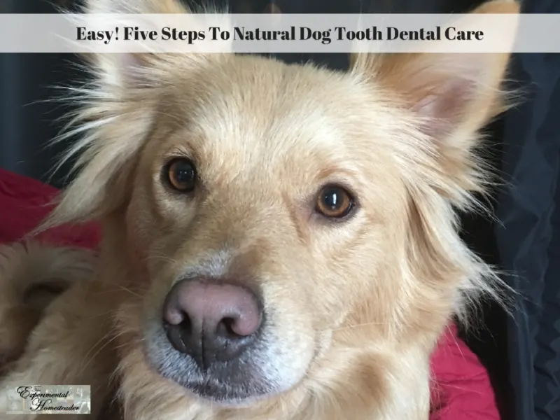 Easy! Five Steps To Natural Dog Tooth Dental Care - Experimental ...