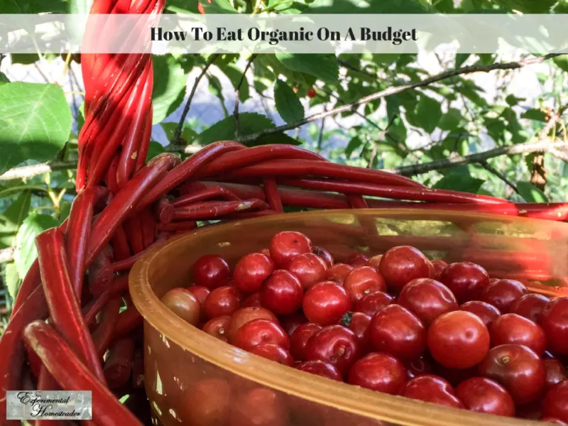 Fresh picked cherries in a bowl inside a basket.