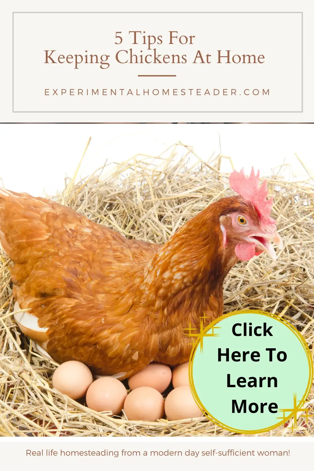 A Buff Orpington hen sitting on eggs.