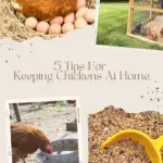 Chickens sitting on eggs, in a chicken coop, drinking water, chicken feed, etc.