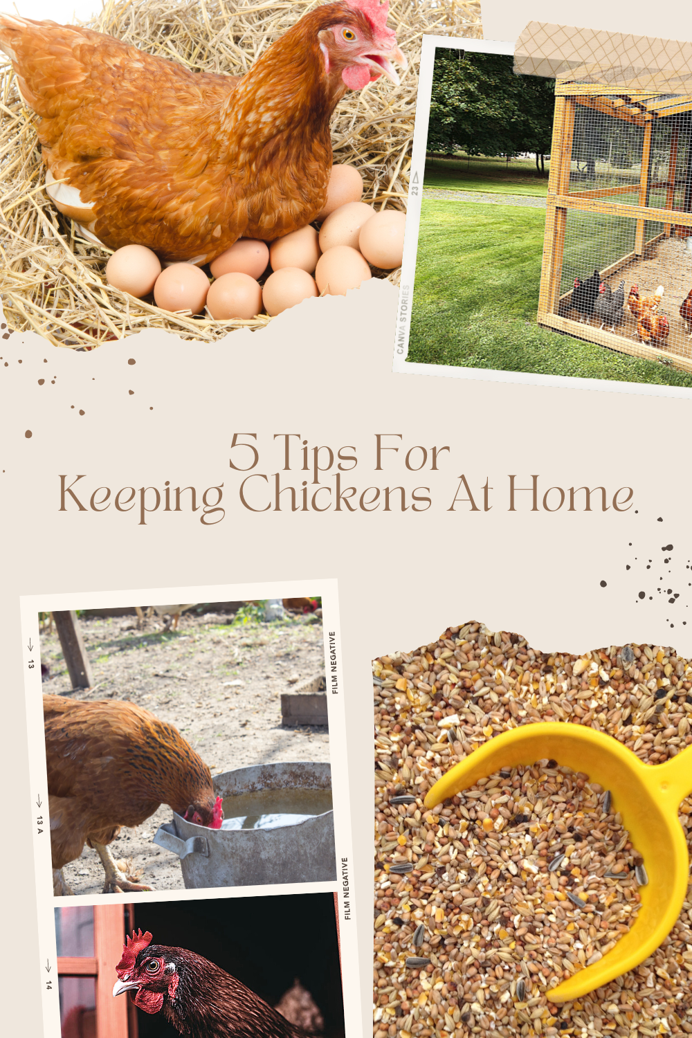 Chickens sitting on eggs, in a chicken coop, drinking water, chicken feed, etc.