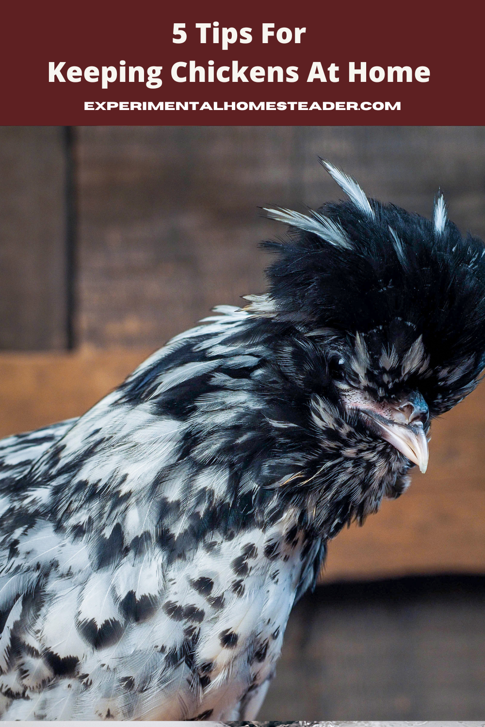 A Polish Crested black and white chicken.
