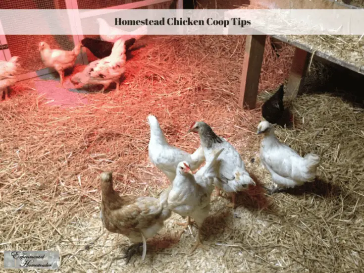 Homestead Chicken Coop Tips Experimental Homesteader