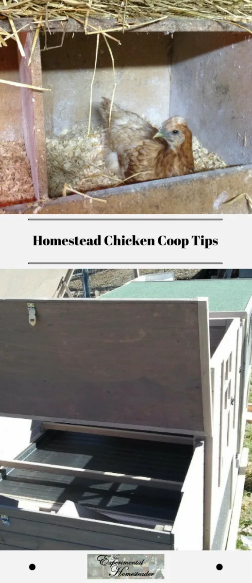 Homestead Chicken Coop Tips