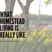 What Homestead Living Is Really Like