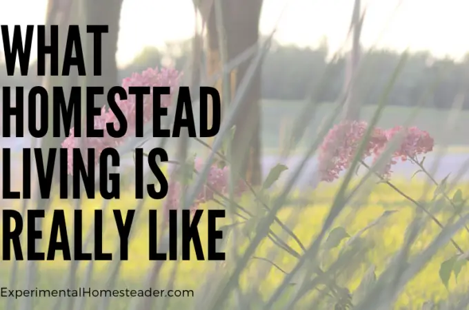 Homesteader Definition: Embracing Self-Sufficiency - Featured Image