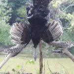 A turkey hung up on a stand.