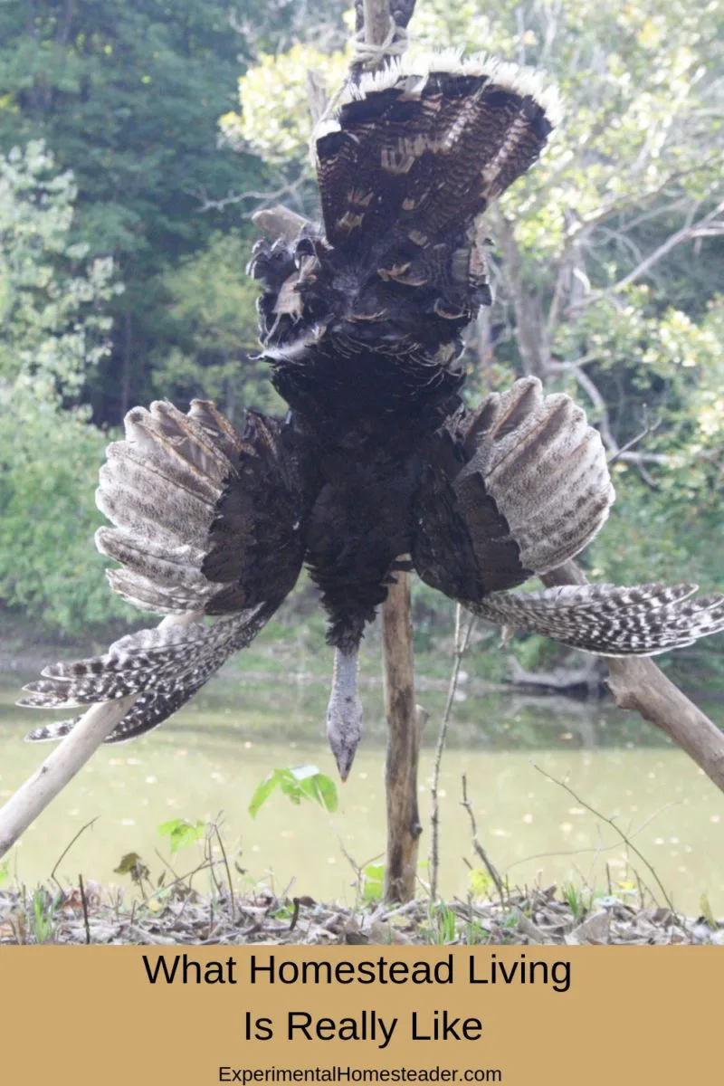 A turkey hung up on a stand.