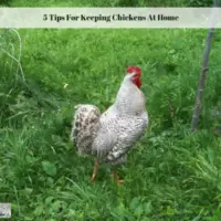 5 Tips For Keeping Chickens At Home