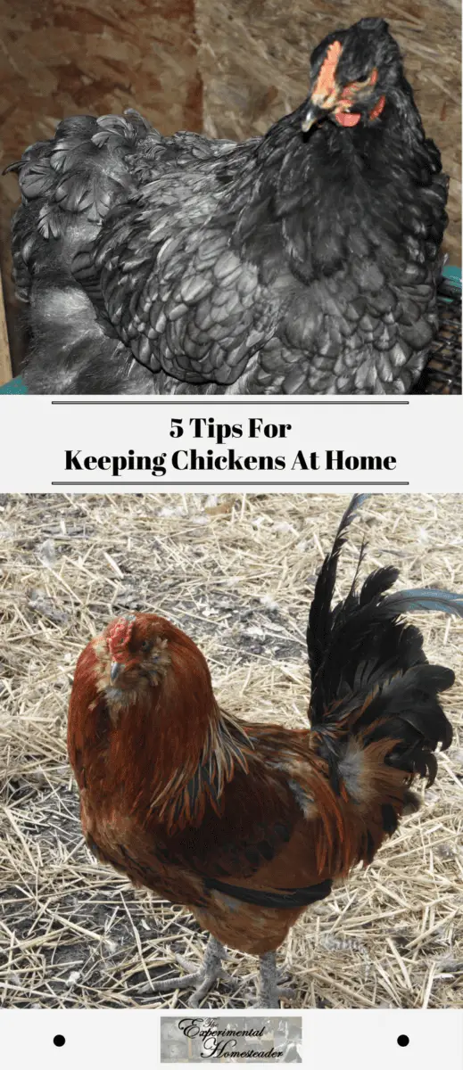 5 Tips For Keeping Chickens At Home Experimental Homesteader