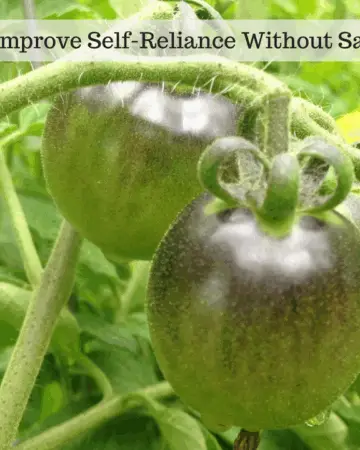 Tomatoes growing on a tomato vine.