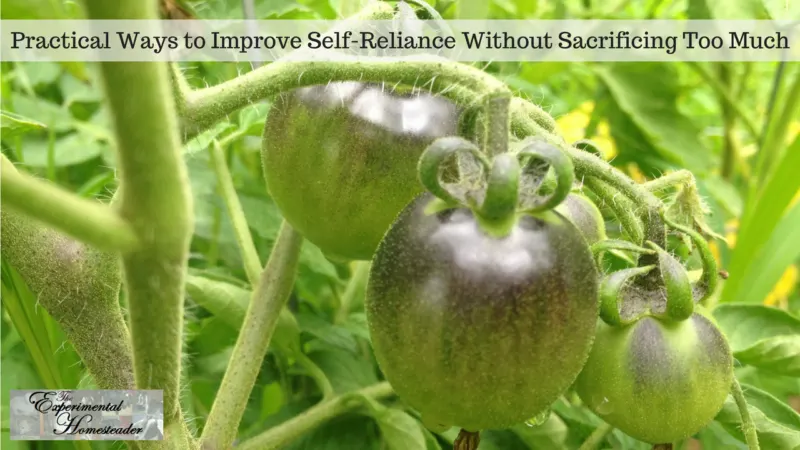 Tomatoes growing on a tomato vine.