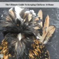 The Ultimate Guide To Keeping Chickens At Home