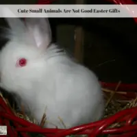 Cute Small Animals Are Not Good Easter Gifts