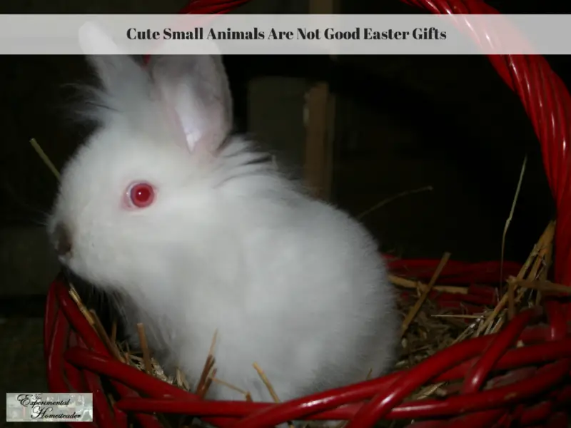 Cute Small Animals Are Not Good Easter Gifts - Experimental Homesteader