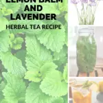 Ice tea in a pitcher and in a glass with ice, lemon slices and lemon balm. Lemon balm, lavender flower spikes and lemon balm leaves in a mason jar filled with water.