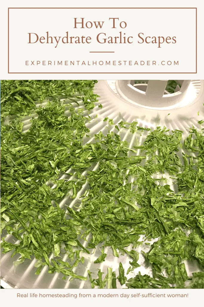 How To Dehydrate Garlic Scapes Experimental Homesteader