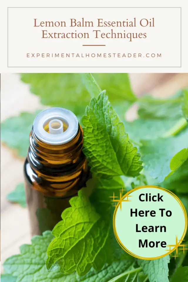 Lemon Balm Essential Oil Extraction Techniques Experimental Homesteader